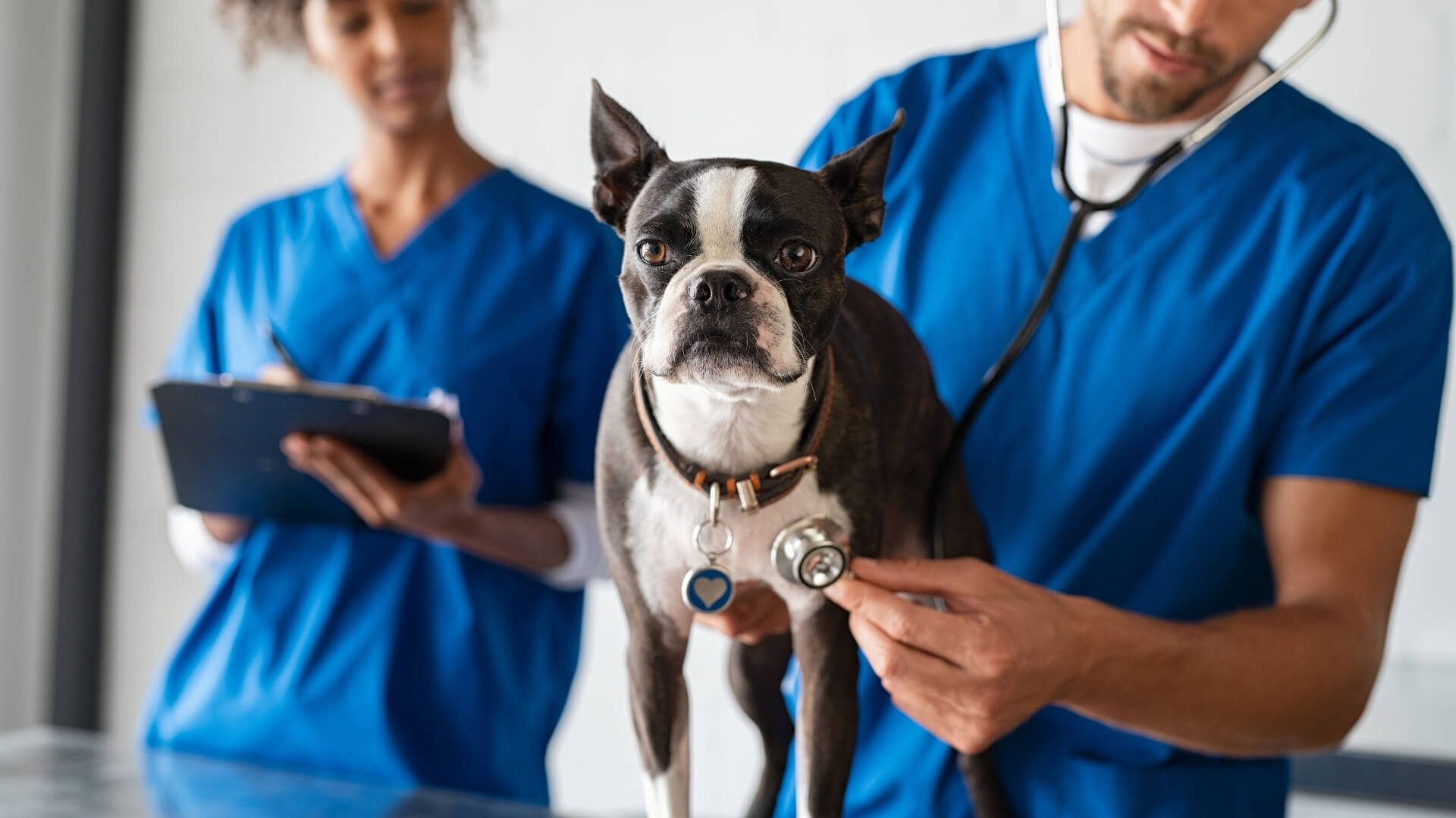 Pet Surgery In Lubbock, TX Veterinary Clinic Of Lubbock